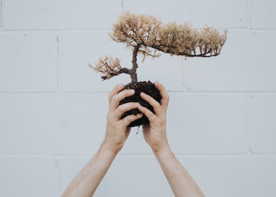Person holding up a bonsai tree and its roots